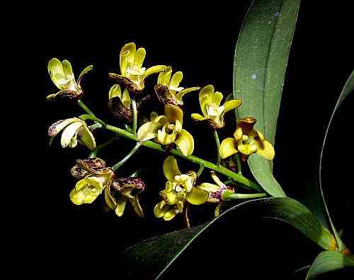 Dendrobium gracilicaule
